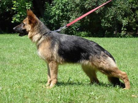 VP4 Biska von Abington's Jessy