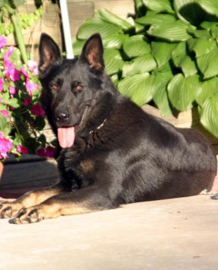 Vasco vom Leerburg II