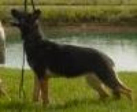 Jessie vom Haus Kevin