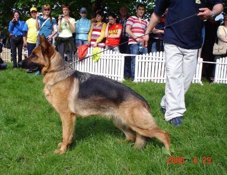 SG Fera vom Höchstadter Wehr