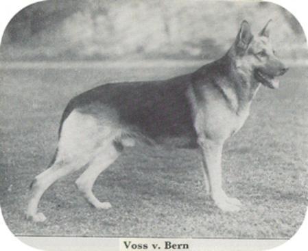 Voss von Bern