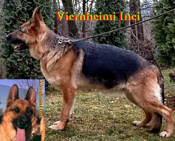 Viernheimi Inci