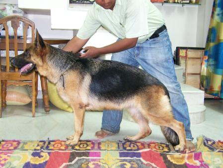 Petsburgh's Oli of Palaeoland