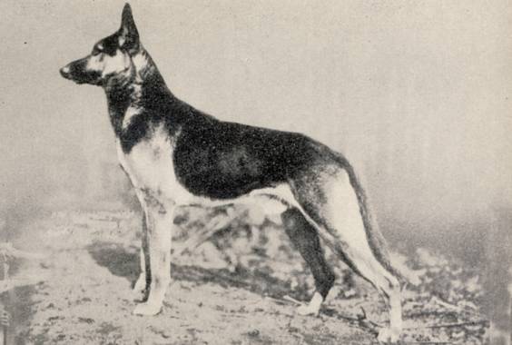 Alf von Düsternbrock