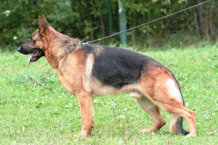 LT CH Lord Vilkiukstis