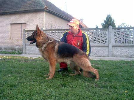 Zeppo Vom Haus Milesevac (2005)