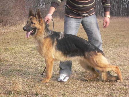 SG1,INV. CLUB Sheba vom Winsberg