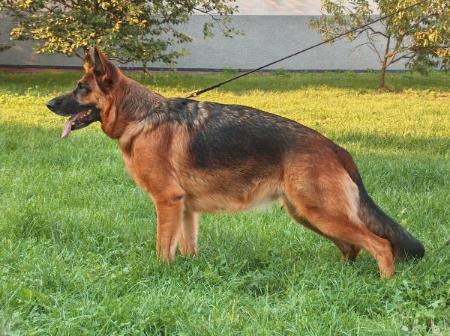 Gabi z Leśnego Potoku