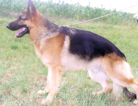 CH.PL Jokker z Gentu