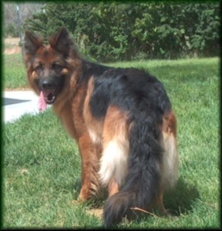 Hesta vom Haus Brezel