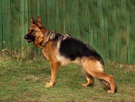 V (RUS) Aurum Aglis Ilka