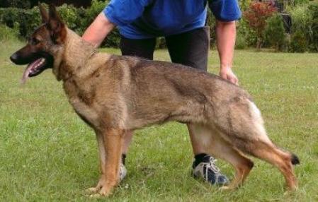 SG Nora vom Weinbergblick