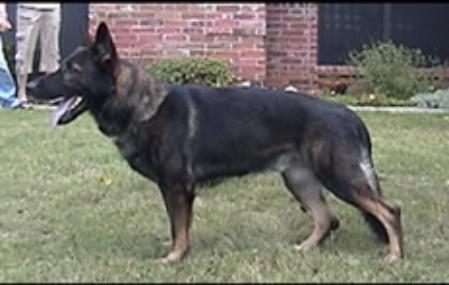 Anderl vom Haus Ledda