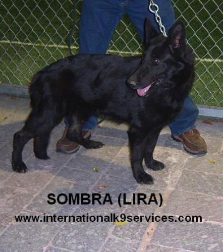 SG Sombra (Lira) FCMU0834