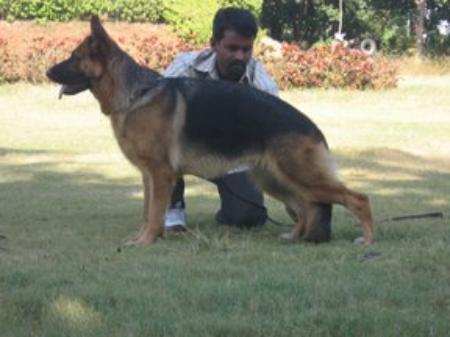 Quieni vom Gollerweiher