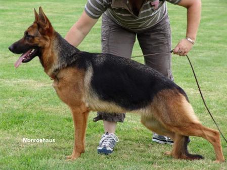 VV2 USA SIEGER SHOW Lativa van Noort