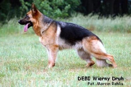 CH (PL) DEBI Wierny Druh