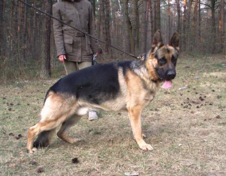 V Ford (2006) 011317/07