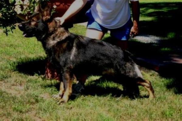 Eicko vom Schutzengel