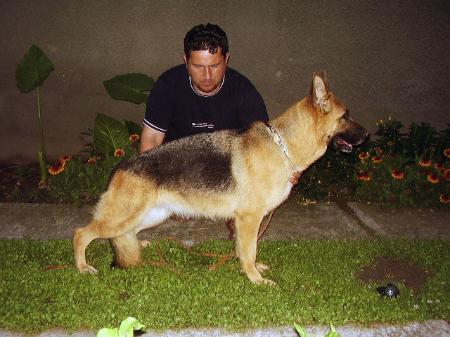 Goldi vom Vlaisavljevic