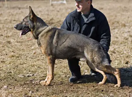 Yan vom Arolser Holz