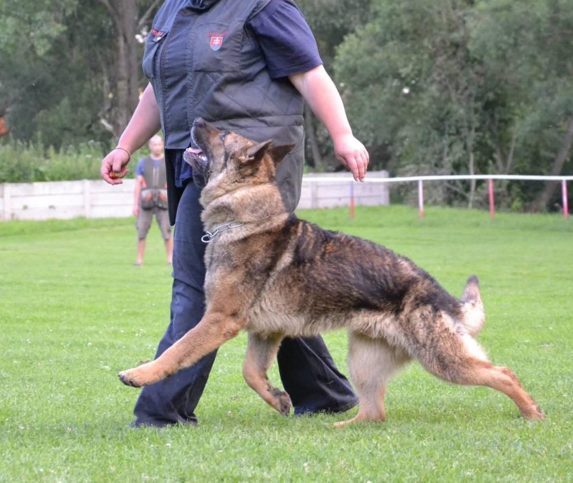 SG2 Audi Betkin dvor