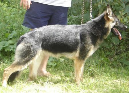 Anka vom haus Hillsview