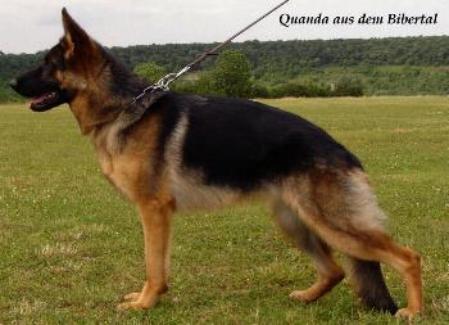 Quanda aus dem Bibertal