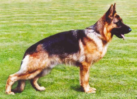 Raudi von Oxsalis