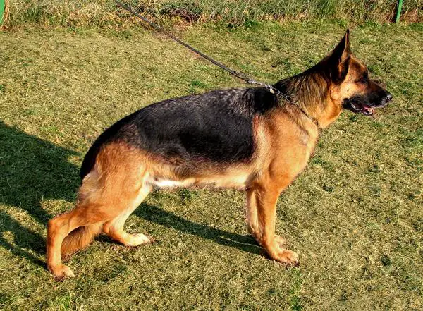 V2 Dada Valentinientis