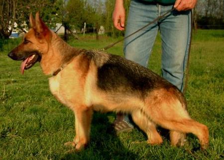 SG 1 Anet von Alte Brucke