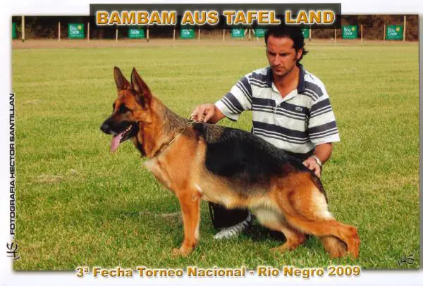 V6-SIEGER ARG. 2010 Bambam Aus Tafel Land