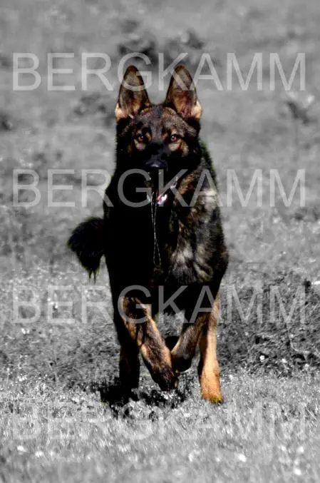 Worthys Farouk Bergkamm