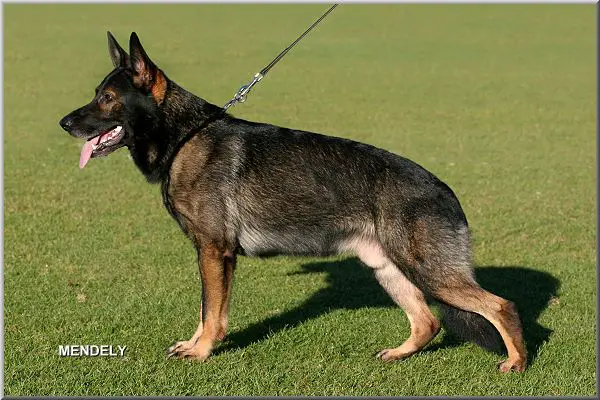 V Xanto vom Weinbergblick