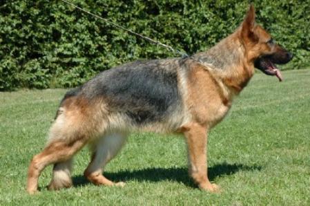 V Lara vom Spessartblick