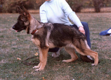 VV1 Niksa iz Dijakova Gorodisha