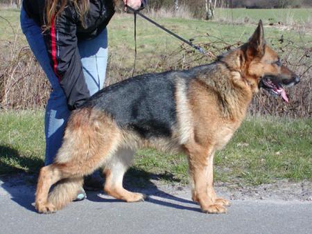 V Quenti vom Holsteiner Hof