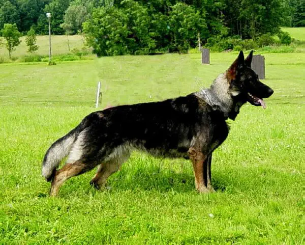 SG Quinn von Lindesfarne