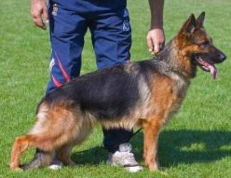 VA (FR) Asics Du Val D'Anzin