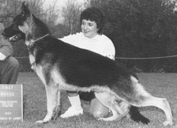 Dolmar's Montego