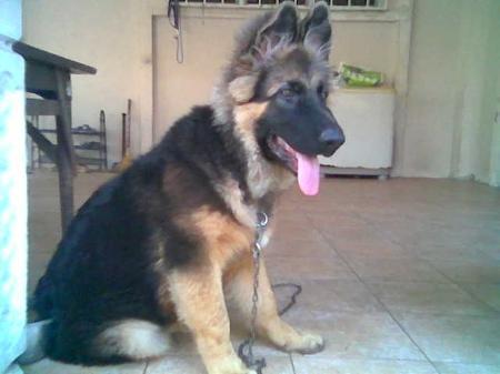 Bravos van de Sta.Maria