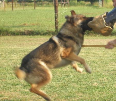 Amerika Von Riefenstahl