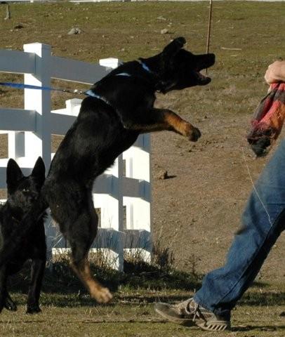 Sue vom dunklen Zwinger