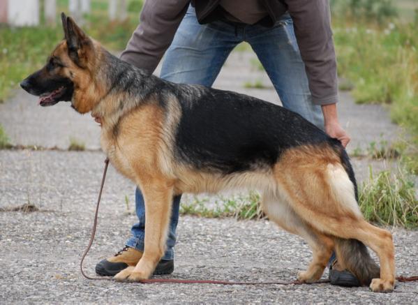 Quinna von Bienenwald