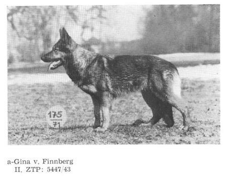 Gina vom Finnberg
