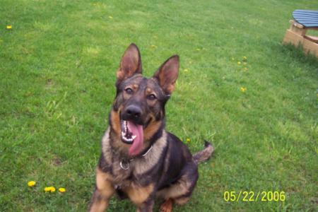 Quill Vom Haus Cimmerian