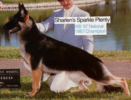 AOE CH (US) Sharlen's Sparkle Plenty