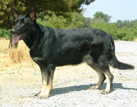 Black Magic's Good Karma