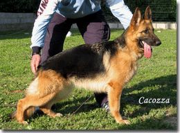 Jarafy Di Casa Cacozza