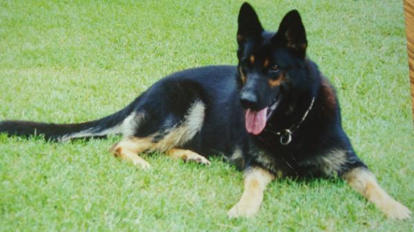 POLICE K-9 NNDDA GA Nadja Vom Rochfords